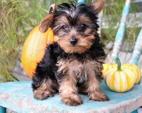 Adorable yorkshire puppies