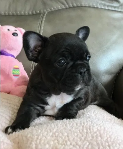 Two french bulldog puppies