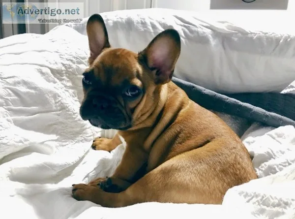 English and french bulldog puppies