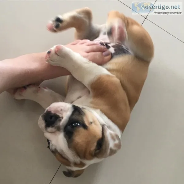 English bulldog puppies