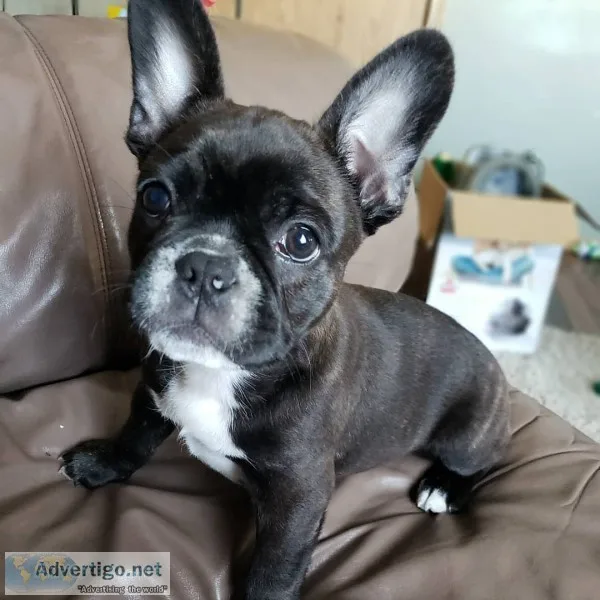 beautiful fluffy french bulldog puppies