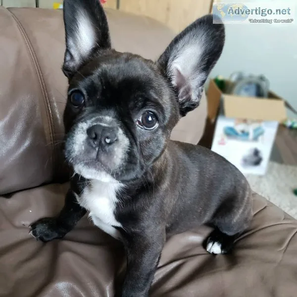 Fbeautiful fluffy french bulldog puppies