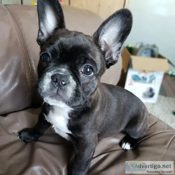 English and french bulldog puppies