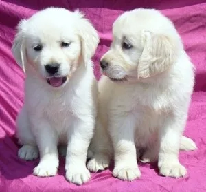 Outstanding golden retriever