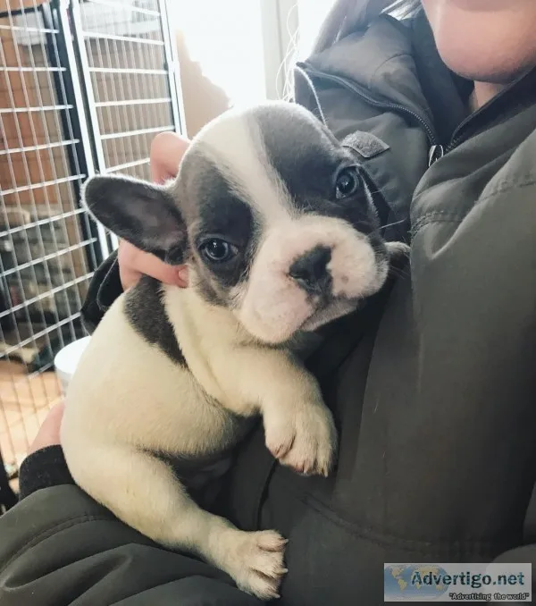 beautiful fluffy french bulldog puppies