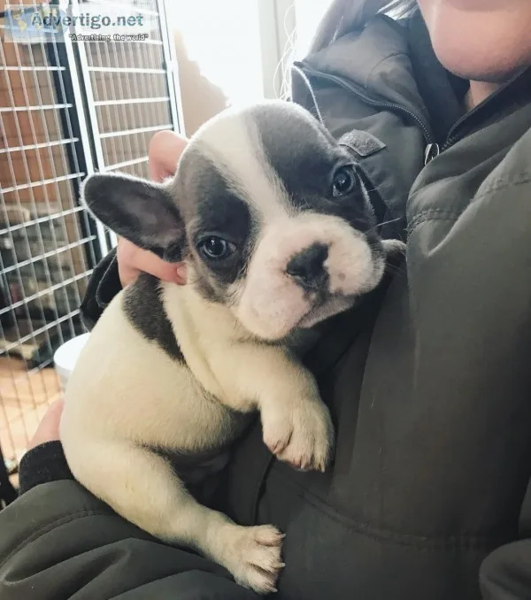 Fbeautiful fluffy french bulldog puppies