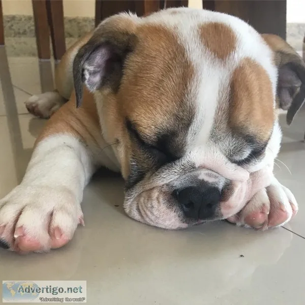 English bulldog puppies