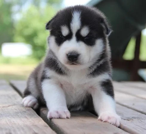 Sweet siberian husky puppies