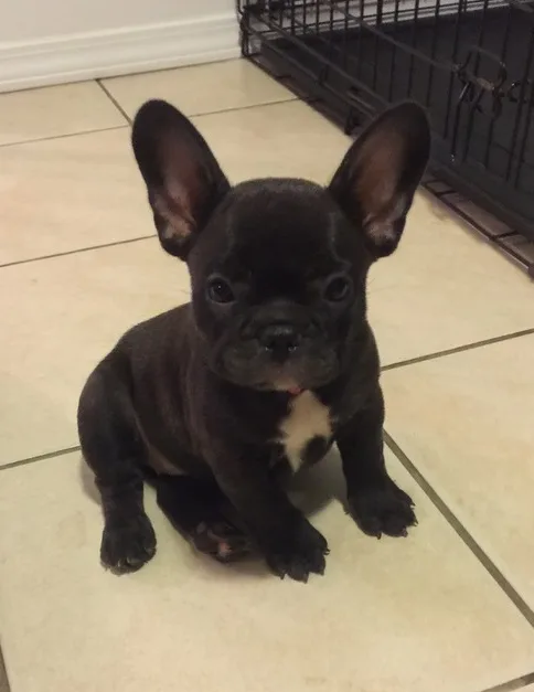 Super adorable french bulldog puppies
