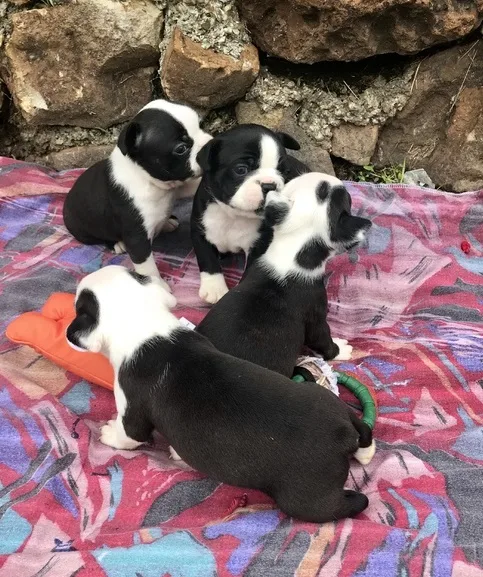 Boston terrier