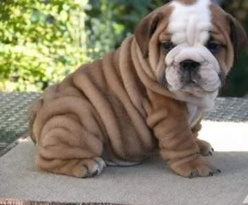 Gorgeous english bulldog puppies availab