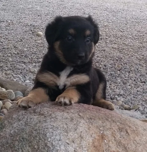 German shepard