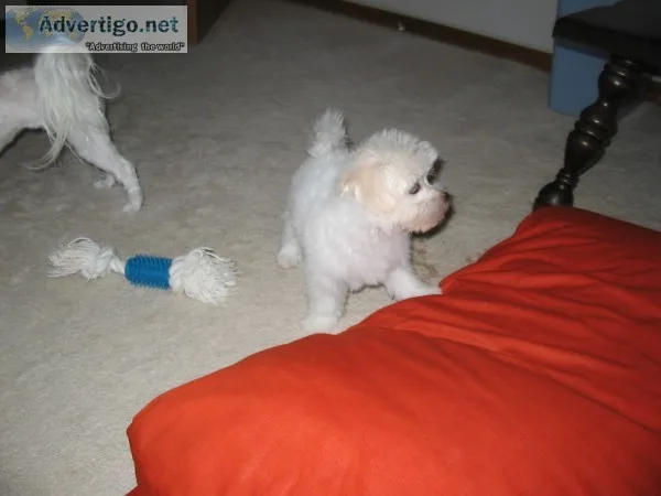 Ad two teacup maltese puppies needs 
