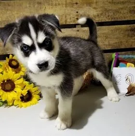 A siberian huskey puppies for adoption