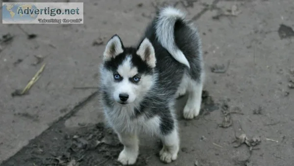 H siberian huskey puppies for adoption