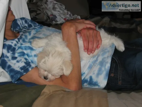 Ad two teacup maltese puppies needs 