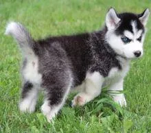 A siberian huskey puppies for adoption