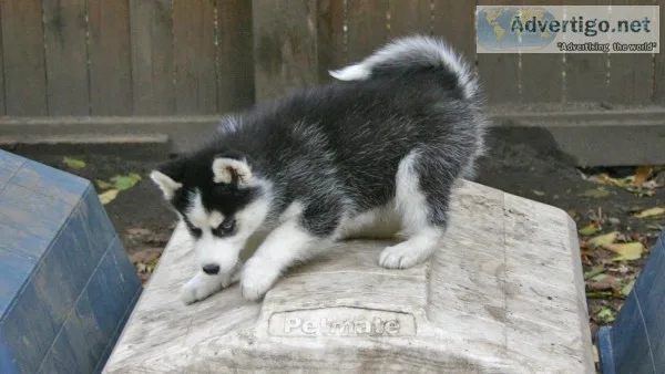 H siberian huskey puppies for adoption