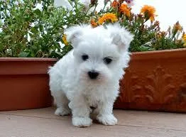 Ad two teacup maltese puppies needs 