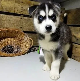 A siberian huskey puppies for adoption