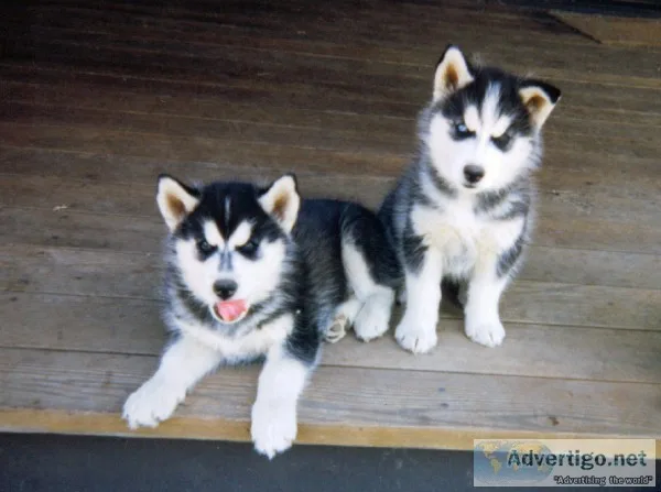 H siberian huskey puppies for adoption