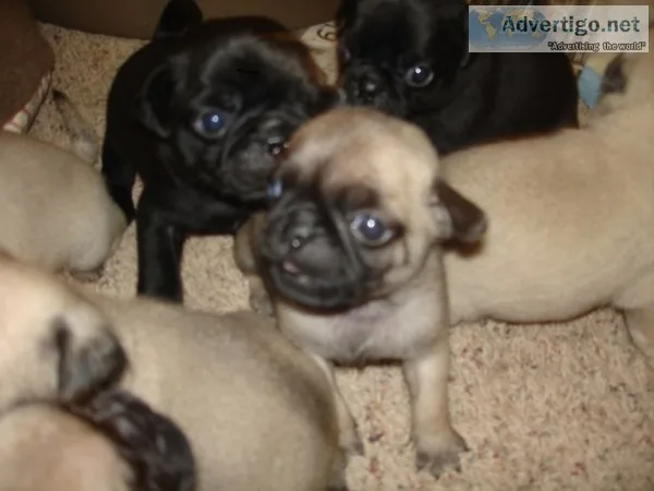 Adorable pug puppies for a new home