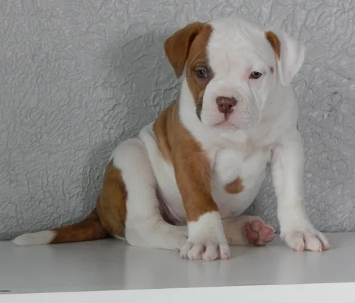 Dogs and puppies for sale