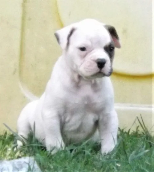 Dogs and puppies for sale