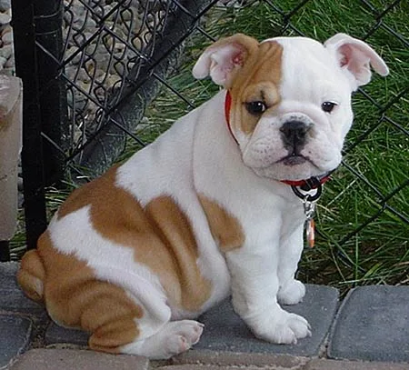 Puppy