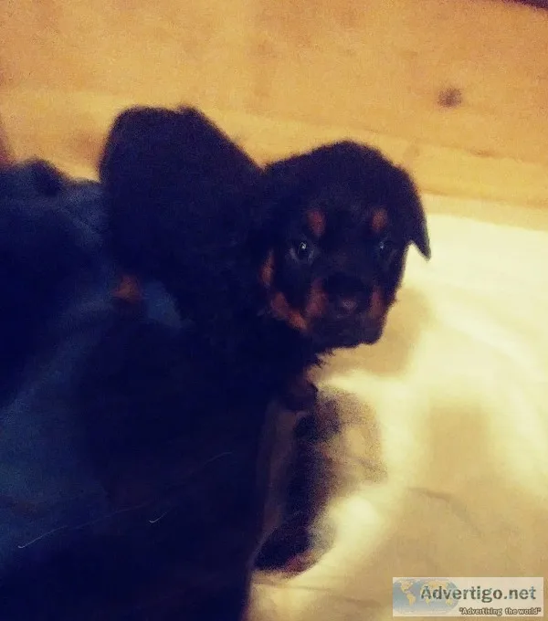 Rottweiler puppies