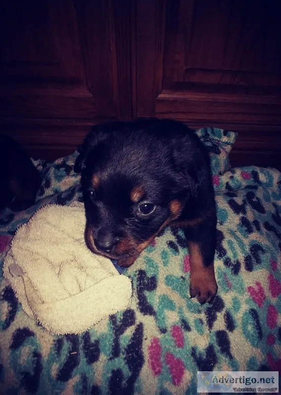 Rottweiler puppies