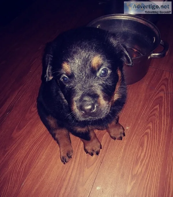 Rottweiler puppies