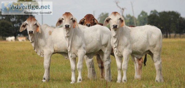 F1, dairy and beef calves ready