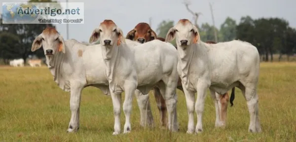 F1, dairy and beef calves ready