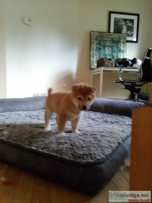 Shiba inu puppy availible seattle area