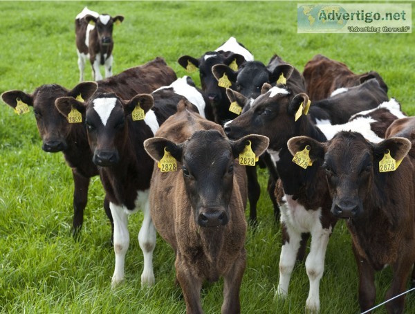F1, dairy and beef calves ready