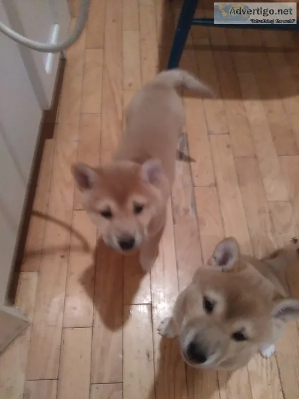 Shiba inu puppy availible seattle area