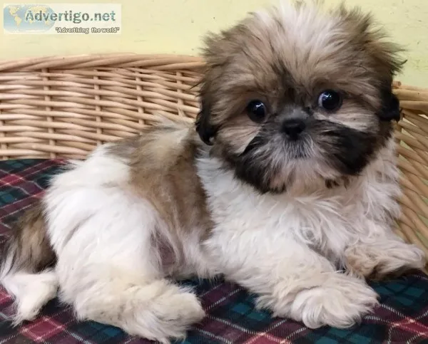Shih tzu gilr and boy puppies for sale