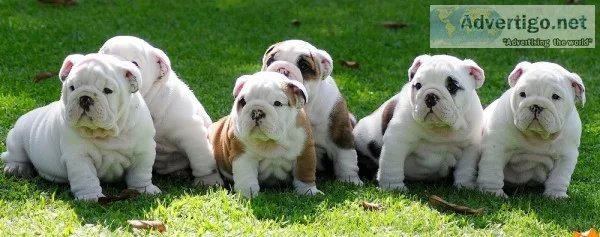 Akc pure english bulldog puppies ready