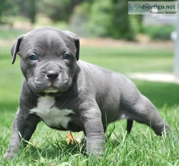 American pit bull terrier puppies