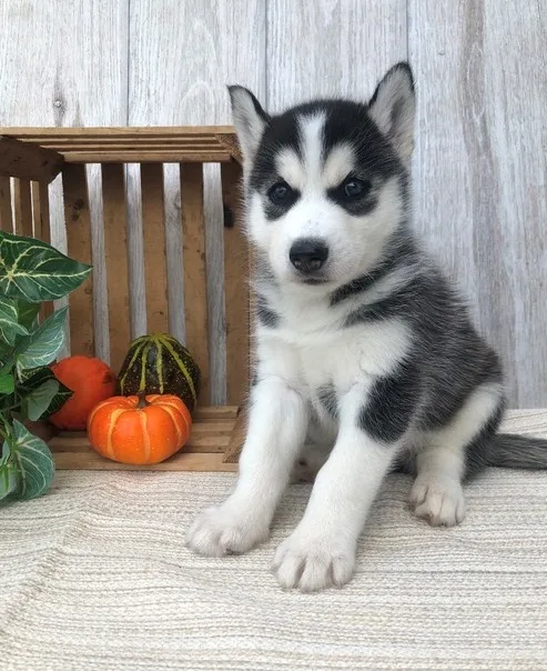 Akc blue eyes siberian husky pups