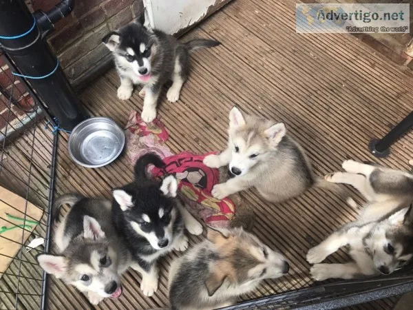 Stunning kc reg alaskan malamute