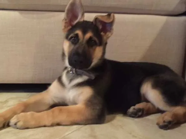German shepherd dog pups ready now