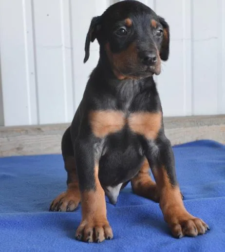 Pure breed doberman pinscher pups