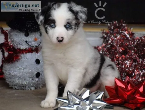 Akc/ckc long coated border collie pups