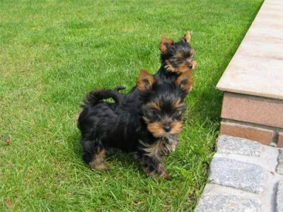 Puppy for sale 