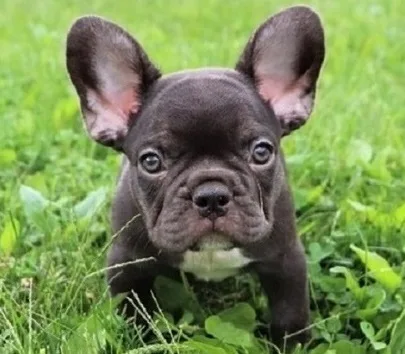 French bulldog puppies