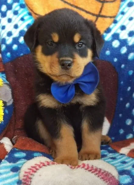 Rottweiler puppies available to go