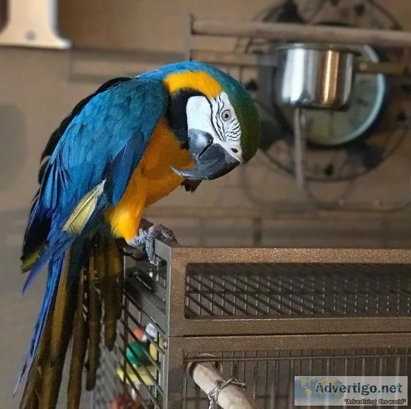 Talking baby macaw