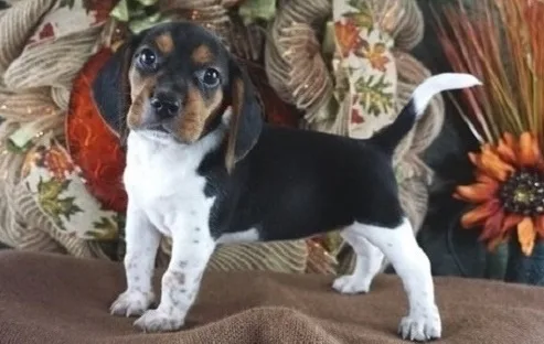 Delightful beagle puppies